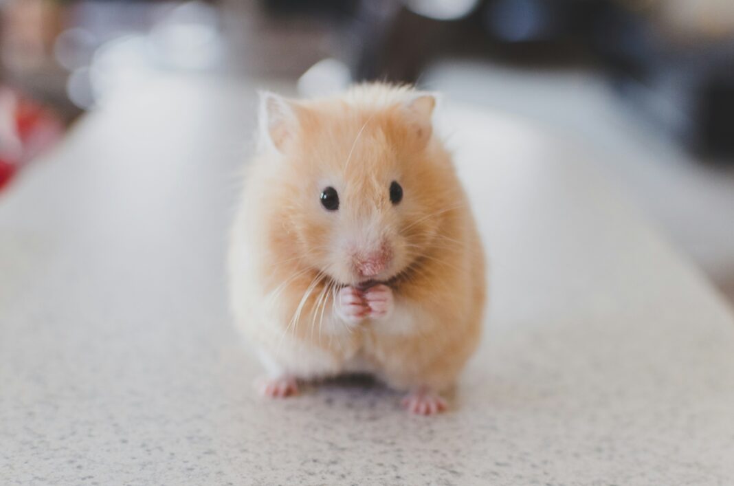 Tecnologia busca alternativa para testes em animais com mais precisão e menos custos (Foto: Unsplash)