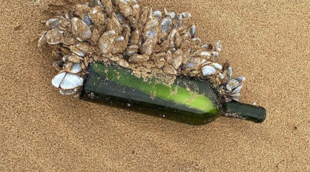 Uma descoberta inusitada surpreende moradores e lança luz sobre uma jornada oceânica que começou no Brasil (Foto: Instagram)