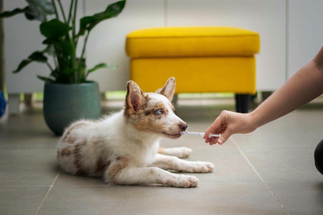 Medida visa atender demanda de profissionais e beneficiar animais com condições neurológicas e ortopédicas (Foto: Unsplash)