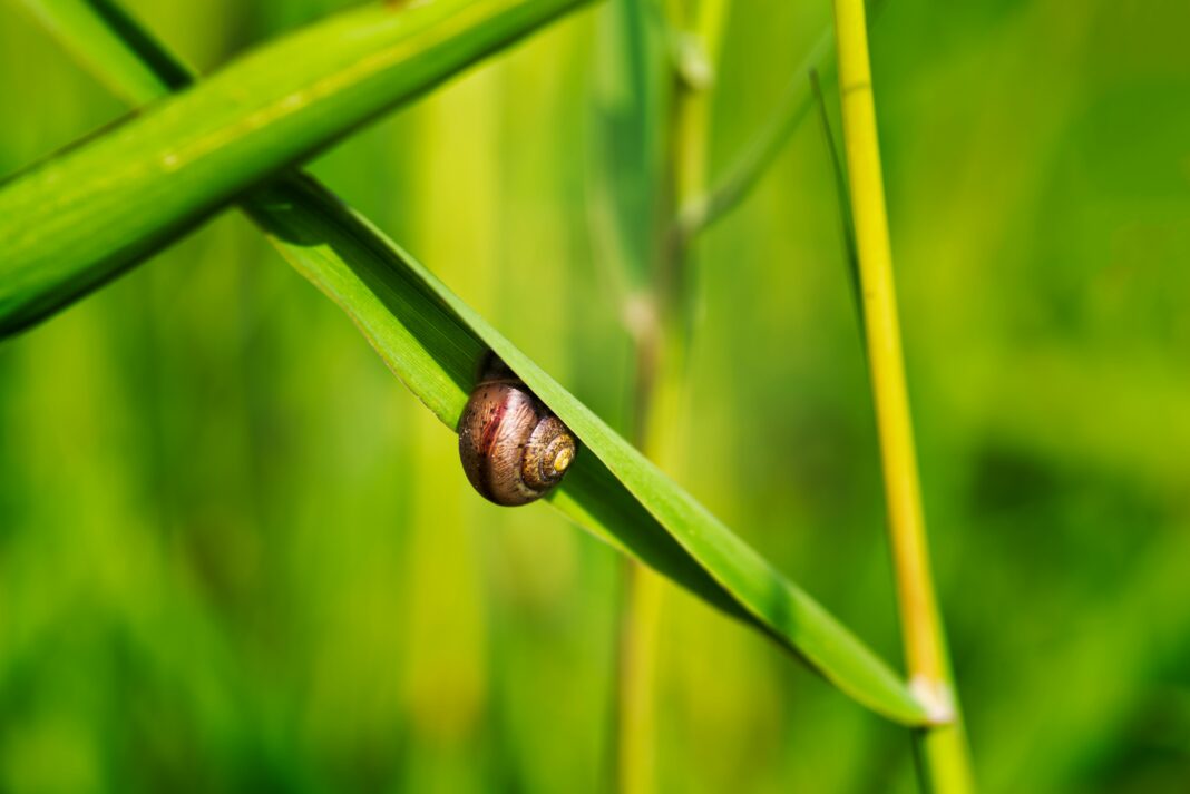 Embora os moluscos sirvam como vetores, o parasita tem origem nas fezes de roedores, que ao serem ingeridas ou ao entrar em contato com moluscos, acabam contaminando-os (Foto: Unsplash)