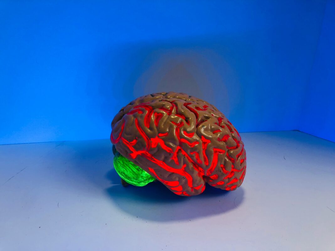 Um estudo conduzido por cientistas da Universidade de Nova York revelou que células não cerebrais também conseguem armazenar memórias (Foto: Unsplash)