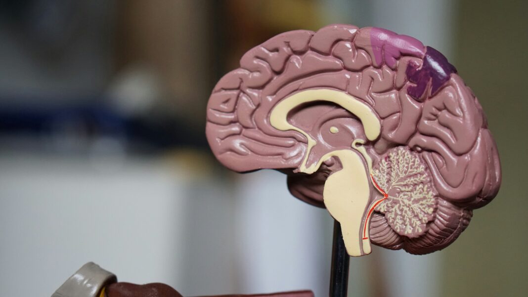 Estudos publicados na revista Neurology revelaram que pessoas com dificuldades na identificação de cheiros apresentam maior risco de desenvolver comprometimento cognitivo (Foto: Unsplash)