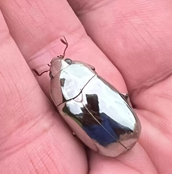 Apesar de sua beleza deslumbrante, o Chrysina limbata enfrenta grandes desafios para sobreviver (Foto: Instagram)