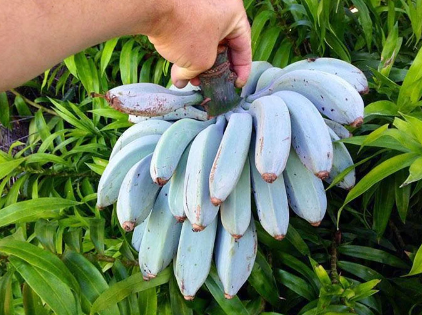 Uma variedade pouco conhecida de banana está despertando curiosidade por suas características incomuns (Foto: X)