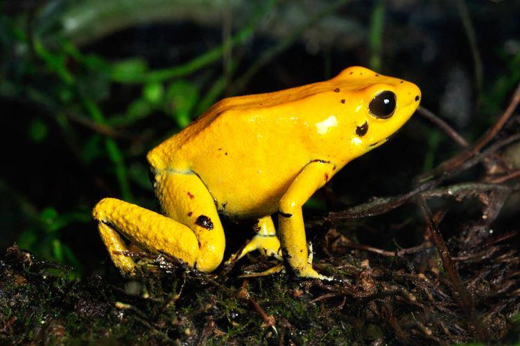 Esses animais são lembretes poderosos do equilíbrio delicado da natureza (Foto: Instagram)