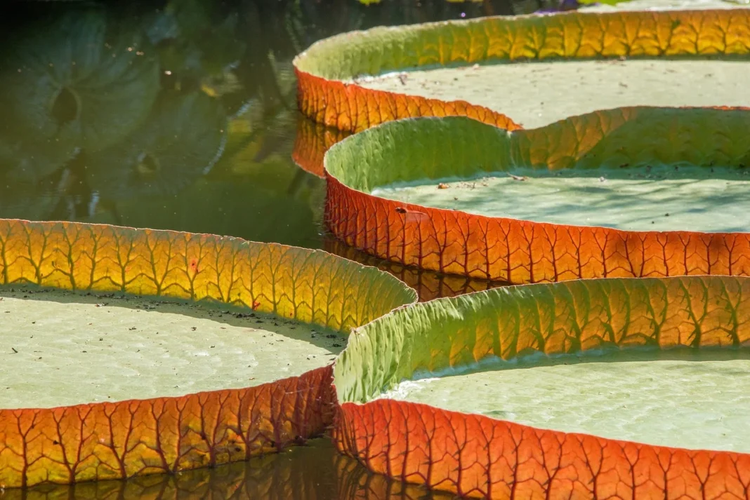 A vitória-régia, planta aquática emblemática da Amazônia, impressiona não apenas por sua beleza, mas também por sua incrível resistência (Foto: Unsplash)