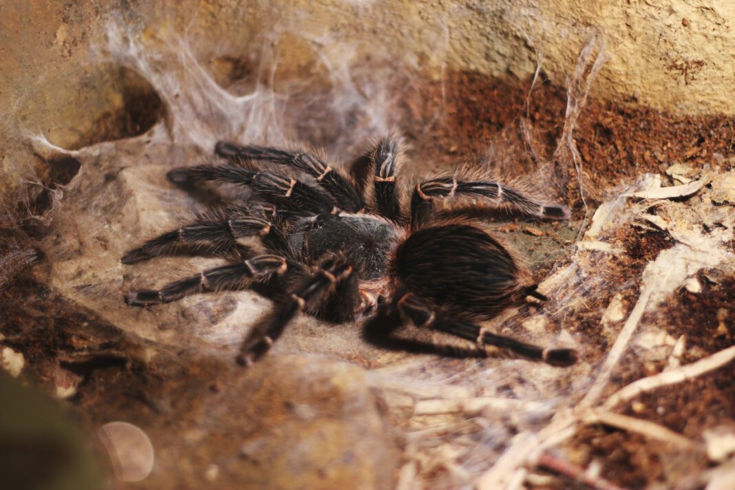 Diferente de outras aranhas que tecem teias para capturar presas, as tarântulas constroem tocas no solo ou em buracos de troncos, usando as teias principalmente para proteger seus ovos (Foto: Unsplash)