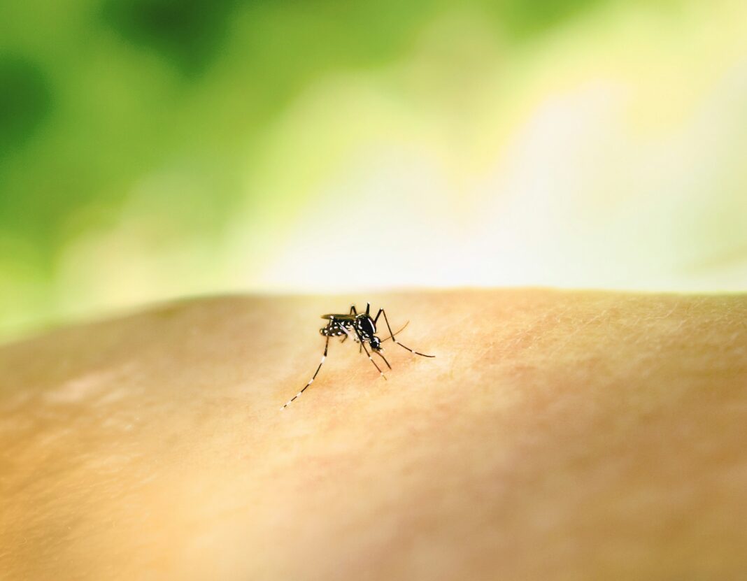 O Instituto Butantan está prestes a marcar um importante avanço na luta contra a dengue, doença que afeta milhões de pessoas em regiões tropicais (Foto: Unsplash)