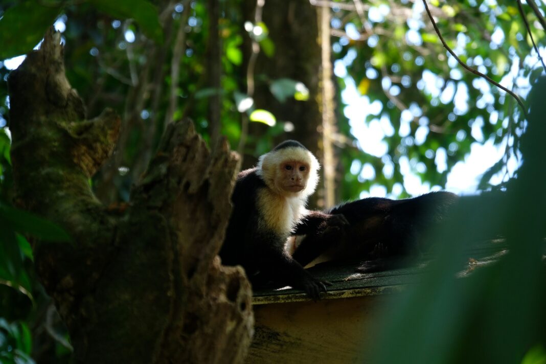Um experimento famoso do primatologista Frans de Waal, que viralizou nas redes sociais, retratava dois macacos-prego: ambos estavam satisfeitos ao receber fatias de pepino como recompensa, até que um deles ganhou uma uva, considerada mais saborosa (Foto: Unsplash)