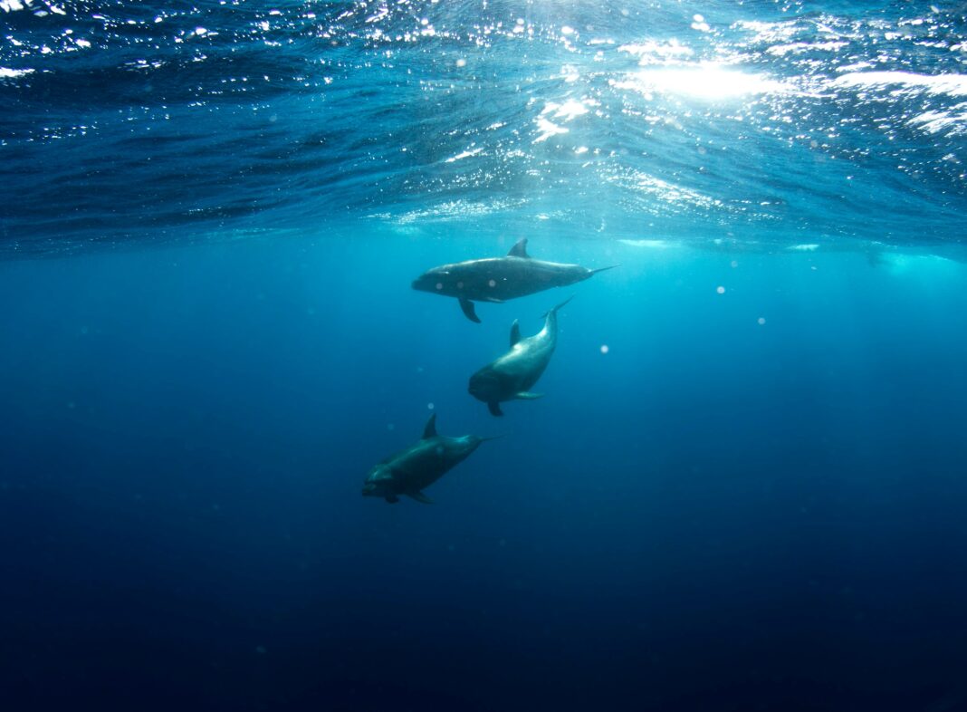 A principal hipótese é de que as substâncias tenham sido ingeridas indiretamente, por meio da dieta composta de peixes e camarões, que também podem ser consumidos por humanos (Foto: Unsplash)