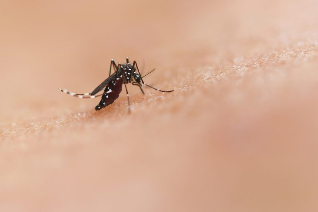 O Brasil encerrou 2024 com o mais grave cenário de dengue já registrado, superando todos os índices históricos (Foto: Unsplash)