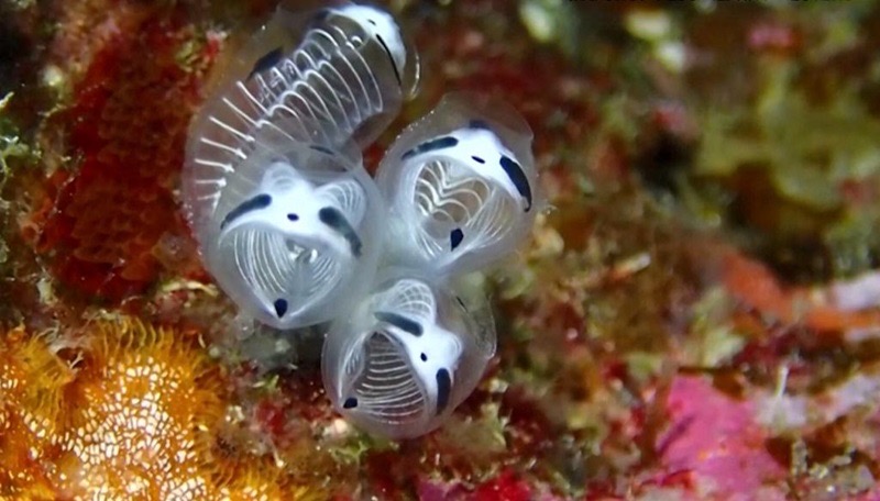Uma nova espécie marinha acaba de ser identificada na costa do Japão, chamando atenção pelo seu visual incomum (Foto: X)