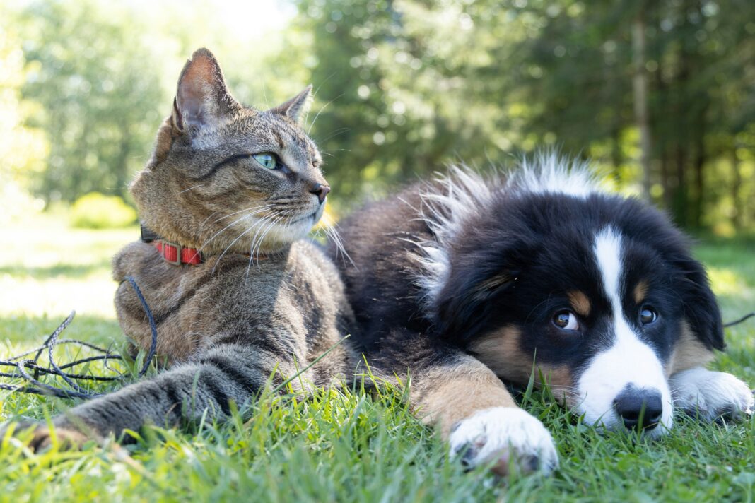 Um estudo conduzido por cientistas da Universidade de Copenhague mostrou que a Inteligência Artificial (IA) pode interpretar emoções de diferentes espécies animais por meio de suas vocalizações (Foto: Unsplash)