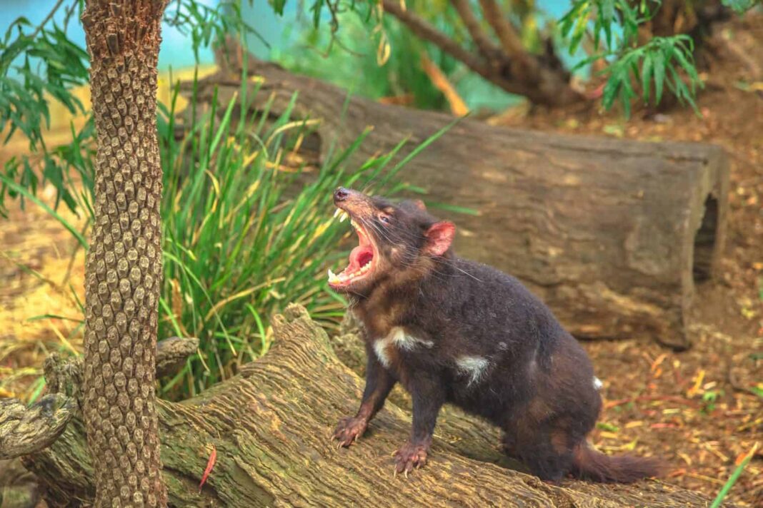 Quando se fala em Austrália, é impossível não lembrar da impressionante diversidade de animais que parecem ter saído de um outro planeta (Foto: X)