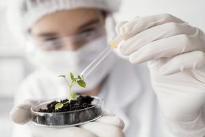 Em 2024, o Brasil consolidou sua posição como líder global na conservação e utilização de germoplasma, especialmente no cultivo de milho (Foto: X)