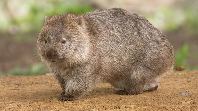 Entre as muitas peculiaridades do reino animal, os vombates se destacam por uma característica única: suas fezes em formato de cubo (Foto: X)