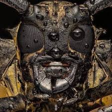 Os besouros de chifre longo, pertencentes à família Cerambycidae, destacam-se por suas antenas extremamente longas, que podem superar o comprimento do próprio corpo (Foto: Facebook)
