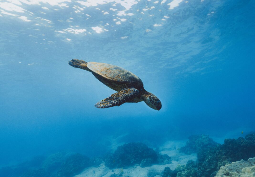O estudo, liderado por Kayla Goforth, é a primeira evidência direta de que um animal pode registrar e recordar coordenadas magnéticas naturais de uma região (Foto: Unsplash)