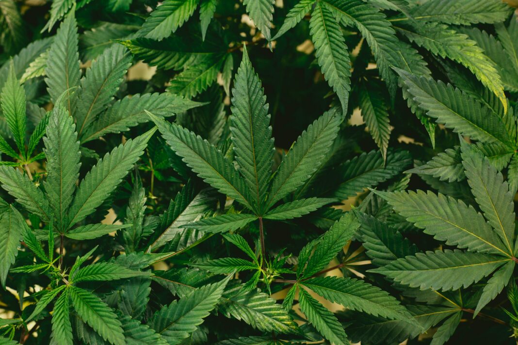 O Supremo Tribunal Federal (STF) iniciou nesta sexta-feira (7) a análise de recursos que questionam a decisão que descriminalizou o porte de maconha para uso pessoal (Foto: Unsplash)