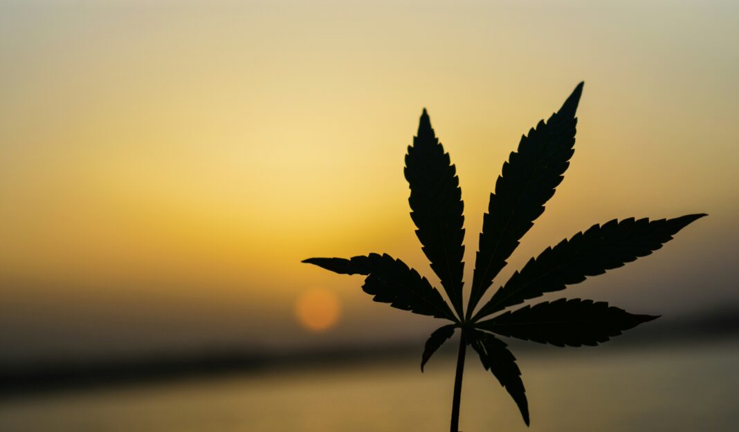 O Supremo Tribunal Federal (STF) reafirmou a decisão que descriminaliza o porte de maconha para uso pessoal e fixou o limite de 40 gramas para diferenciar usuários de traficantes (Foto: Unsplash)