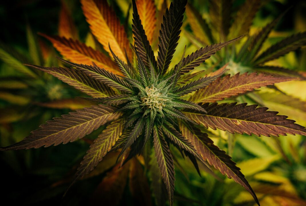 Um estudo conduzido por pesquisadores da Universidade do Colorado sugere que o consumo excessivo de cannabis pode afetar a memória de trabalho, essencial para o raciocínio, a tomada de decisões e o controle do comportamento (Foto: Unsplash)