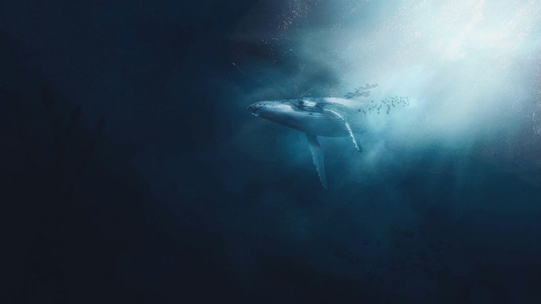 Um estudo publicado na revista Nature Communications destacou a importância das baleias na manutenção do ecossistema marinho (Foto: Unsplash)