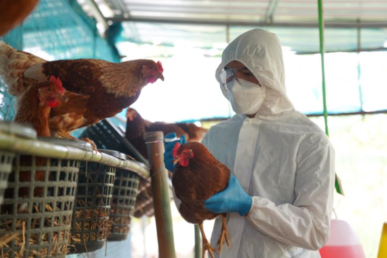A gripe aviária está passando por mudanças inesperadas e gerando alerta entre especialistas (Foto: X)