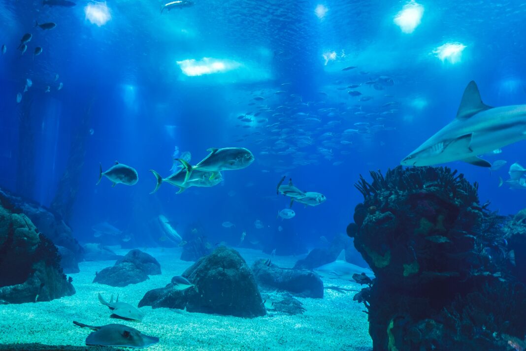 A exploração dos oceanos acaba de dar um grande salto com a tecnologia do satélite SWOT (Surface Water and Ocean Topography), desenvolvido pela NASA em parceria com a agência espacial francesa CNES (Foto: Unsplash)
