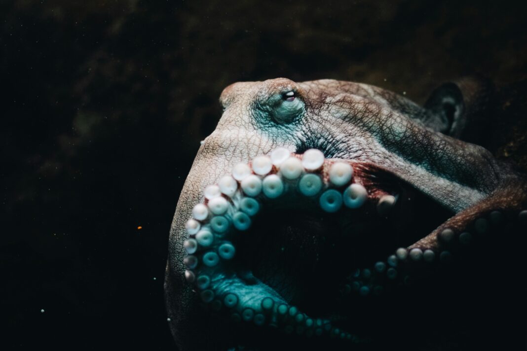 Essa adaptação permite que sobrevivam em diferentes profundidades e ambientes subaquáticos, onde a disponibilidade de oxigênio pode variar bastante (Foto: Unsplash)