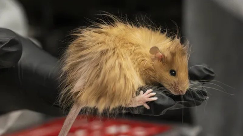Uma empresa americana anunciou um avanço significativo em seu projeto de modificar geneticamente animais com características de espécies extintas (Foto: X)