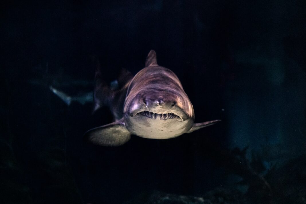Durante experimentos com tubarões-de-plataforma (Mustelus lenticulatus), os cientistas registraram cliques que atingiram até 155 decibéis – volume comparável ao disparo de uma espingarda (Foto: Unsplash)