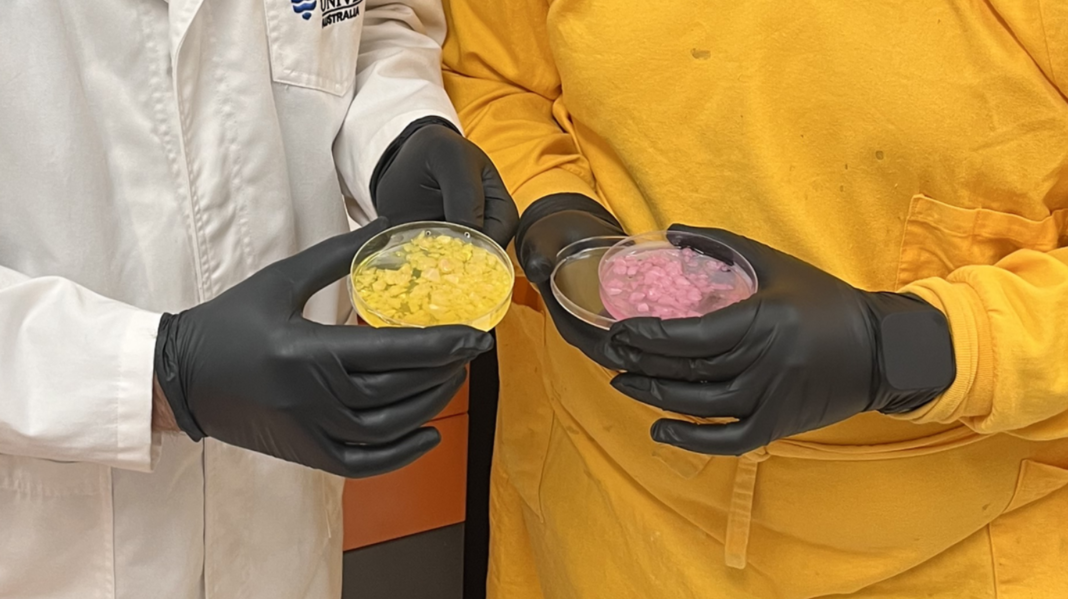 Pesquisadores da James Cook University (JCU) anunciaram um avanço promissor para pessoas alérgicas a frutos do mar (Foto: X)