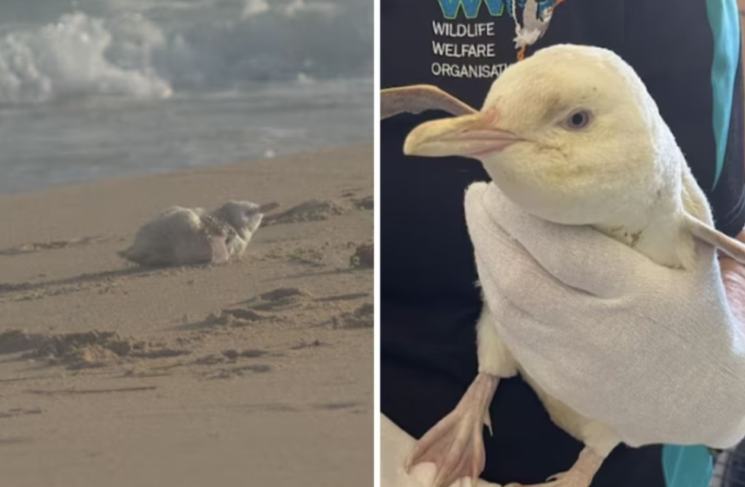 Uma pinguim fêmea com uma coloração extremamente incomum foi resgatada na Praia Boomer, no sul da Austrália, chamando a atenção de especialistas em vida selvagem (Foto: X)