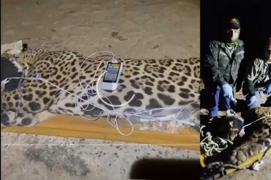 A onça-pintada macho que pode ter atacado e matado o caseiro Jorge Ávalos, de 60 anos, em uma propriedade rural no Mato Grosso do Sul, foi capturada na madrugada desta quinta-feira (Foto: X)