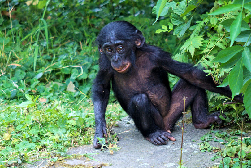 Uma nova pesquisa revelou que os bonobos, parentes genéticos próximos dos seres humanos, podem estar muito mais avançados na arte de se comunicar do que se imaginava (Foto: X)