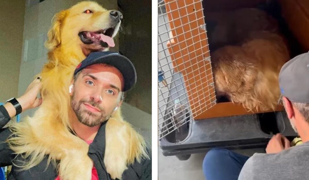O Senado Federal aprovou nesta quarta-feira (23) o projeto de lei que cria regras específicas para o transporte de cães e gatos em voos domésticos no Brasil (Foto: X)