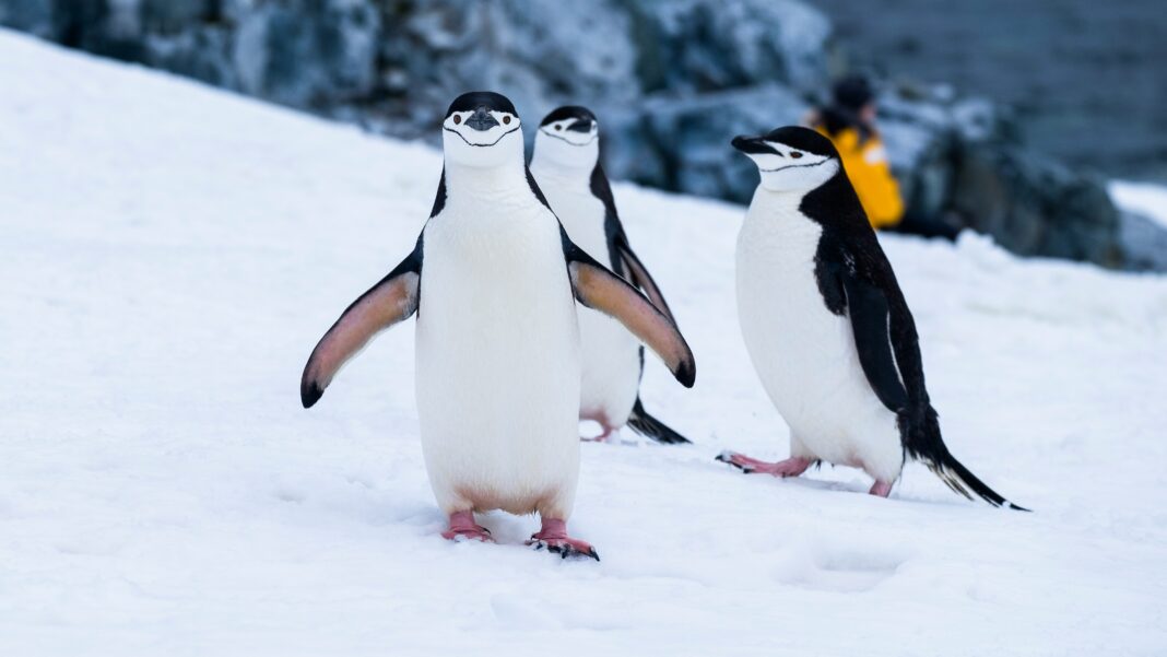 Pesquisadores da Universidade Rutgers, nos Estados Unidos, identificaram traços de mercúrio nas penas de pinguins coletadas na Península Antártica Ocidental, revelando a presença do poluente mesmo em uma das regiões mais isoladas do planeta (Foto: Unsplash)