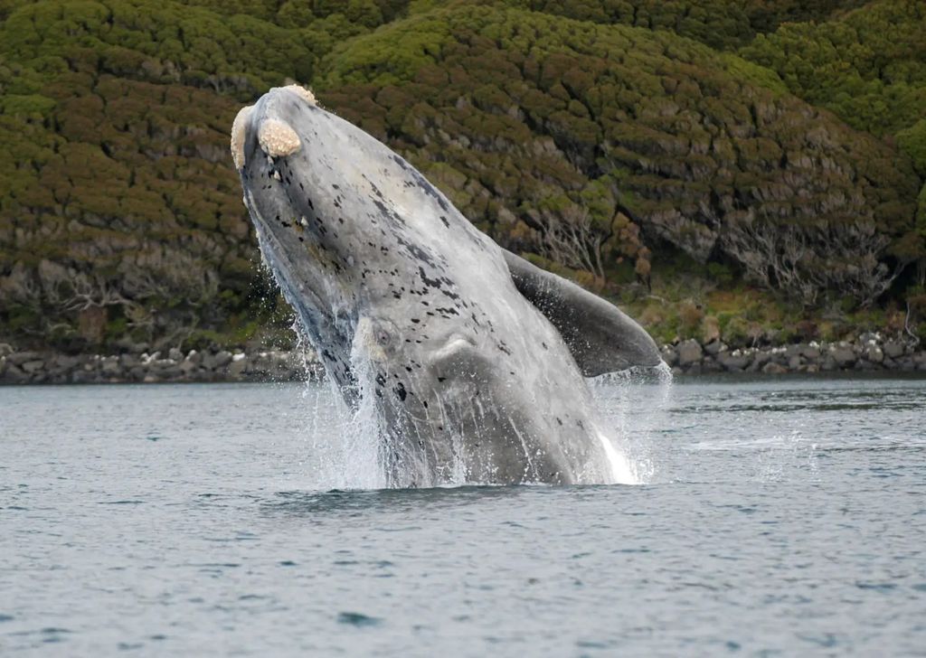 Uma análise genética feita décadas após a coleta de amostras de pele revelou um achado inédito no universo dos mamíferos marinhos: uma baleia-franca-austral (Foto: X)