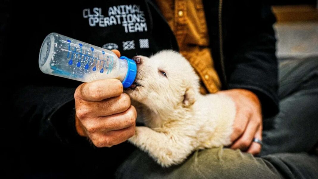 A startup americana Colossal Biosciences deu mais um passo rumo a um cenário que parece saído da ficção científica (Foto: X)