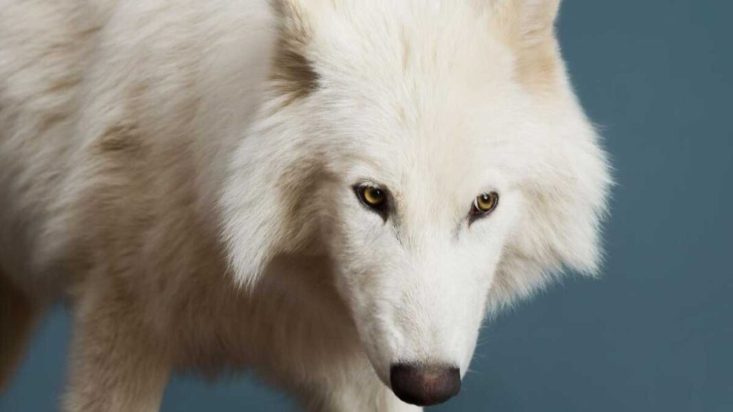 O anúncio da Colossal Biosciences sobre a chamada “desextinção” do lobo-terrível, predador que viveu nas Américas e desapareceu há cerca de 13 mil anos, dividiu opiniões e provocou reação imediata entre cientistas (Foto: X)