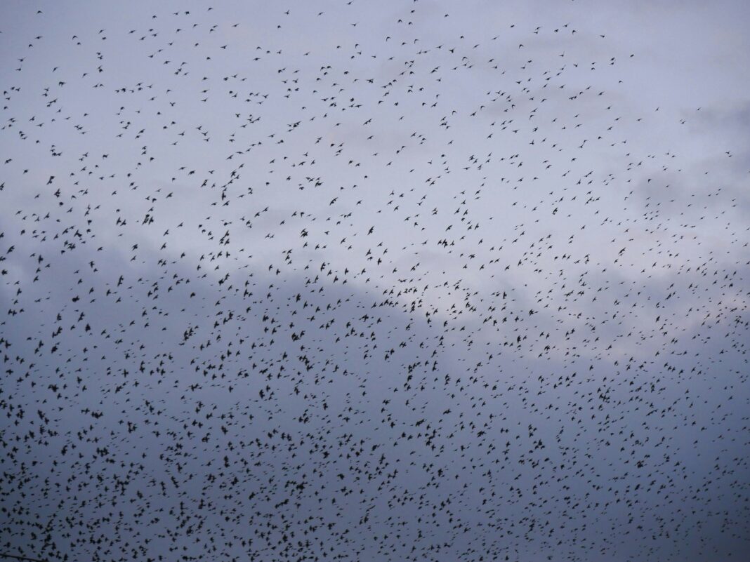 Segundo os pesquisadores, os mosquitos não precisam identificar um ponto central ou calcular distâncias complexas para formar um enxame (Foto: Unsplash)