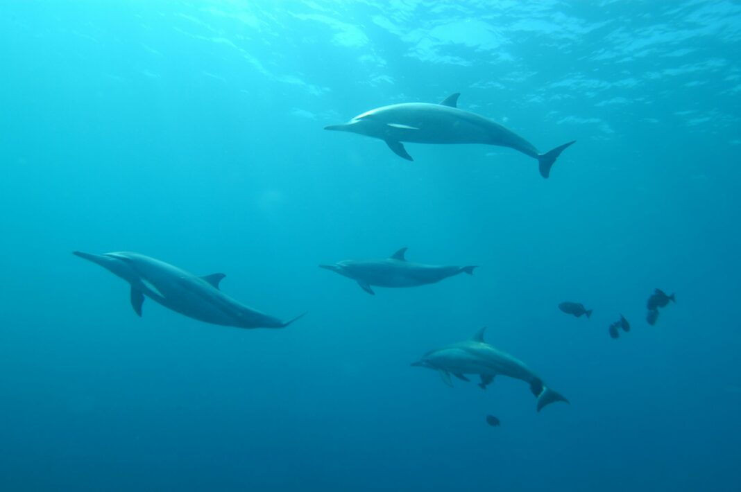 Uma parceria entre o Google DeepMind e especialistas em comportamento animal está abrindo caminho para um feito inédito: aproximar humanos e golfinhos por meio da inteligência artificial (Foto: Unsplash)