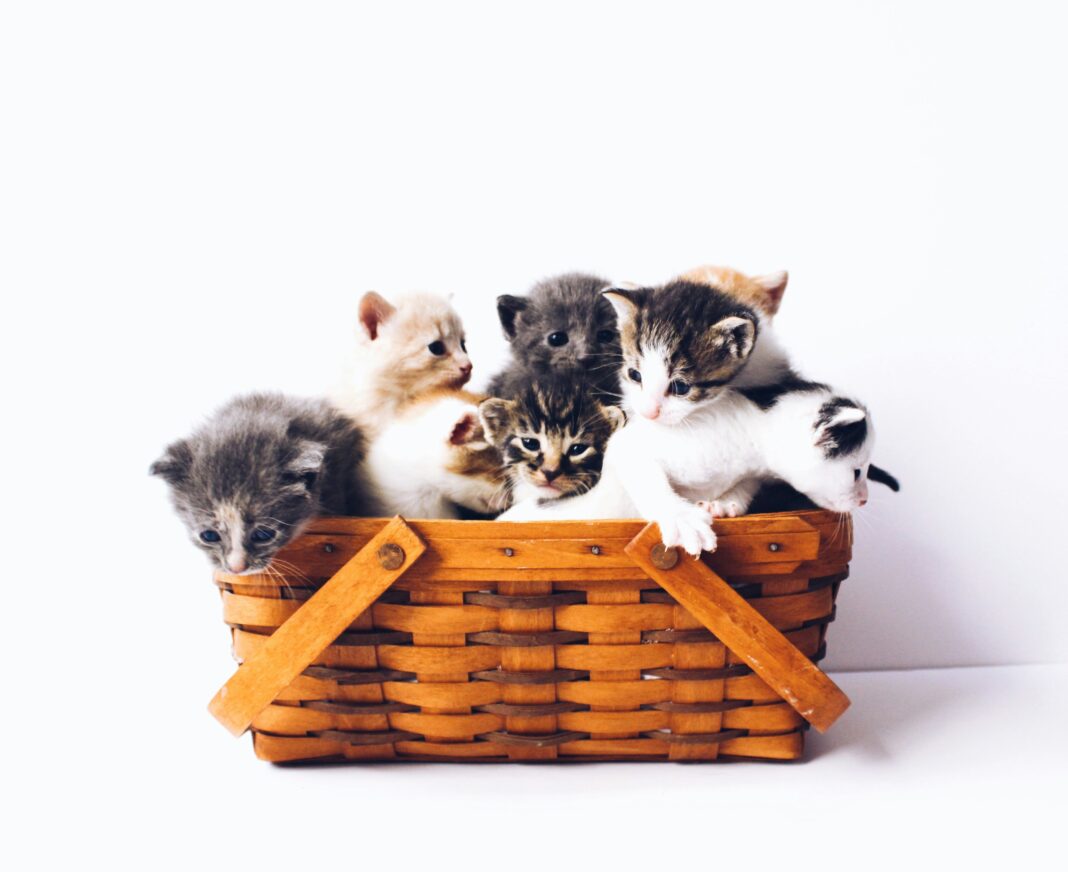 Durante muito tempo, estudiosos acreditaram que os gatos se aproximaram dos humanos para caçar roedores nas primeiras comunidades agrícolas do Oriente Médio (Foto: Unsplash)