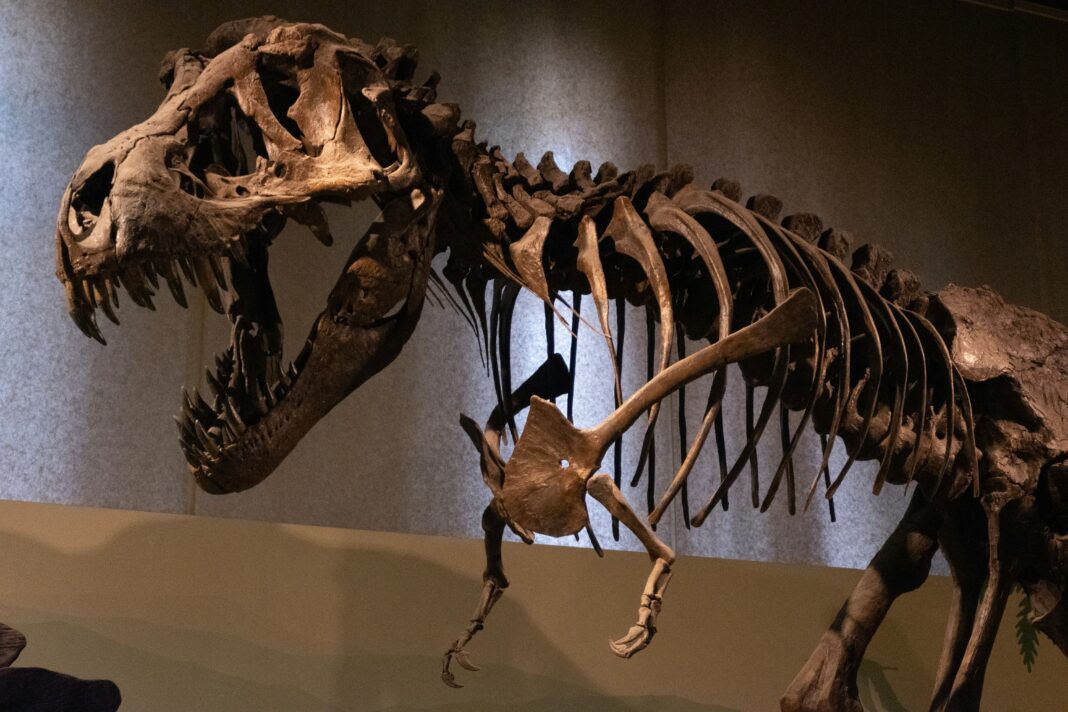 A corrida por fósseis de dinossauros não acontece apenas nos campos de escavação (Foto: Unsplash)