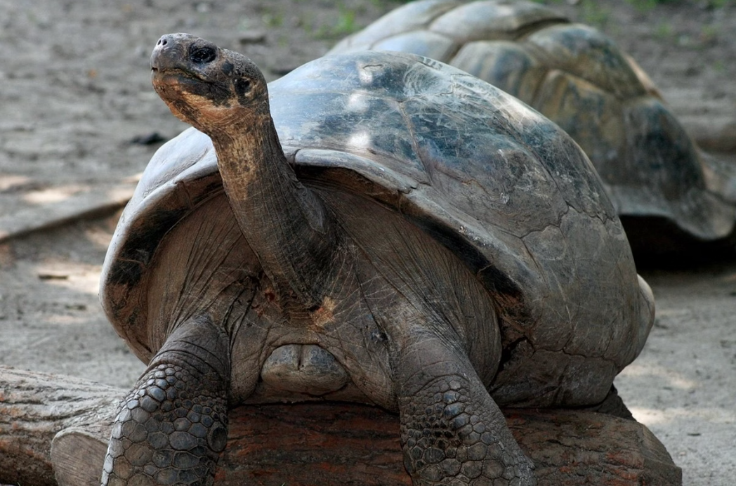 Enquanto muitos animais mal chegam a completar um par de anos de vida, as tartarugas desafiam o tempo (Foto: X)