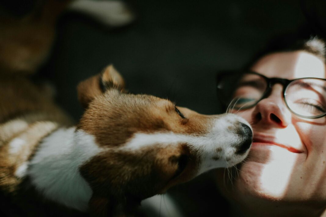 O Superior Tribunal de Justiça (STJ) decidiu que companhias aéreas não são obrigadas a permitir o embarque de animais de suporte emocional na cabine das aeronaves (Foto: X)