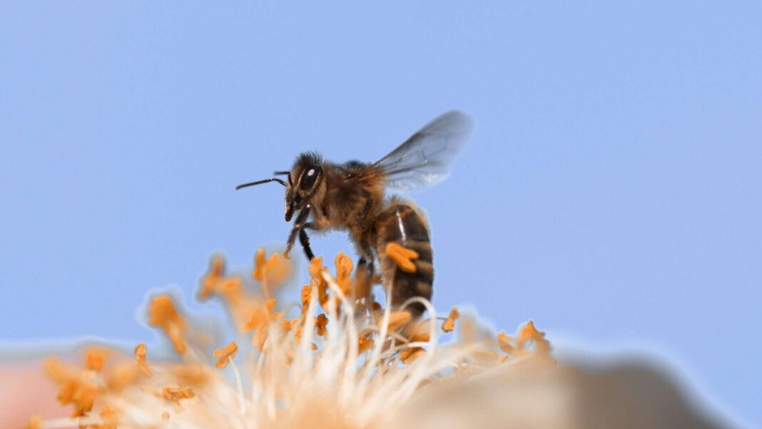 O aumento das alergias respiratórias, como asma e rinite alérgica, pode estar diretamente relacionado ao avanço das mudanças climáticas (Foto: Unsplash)