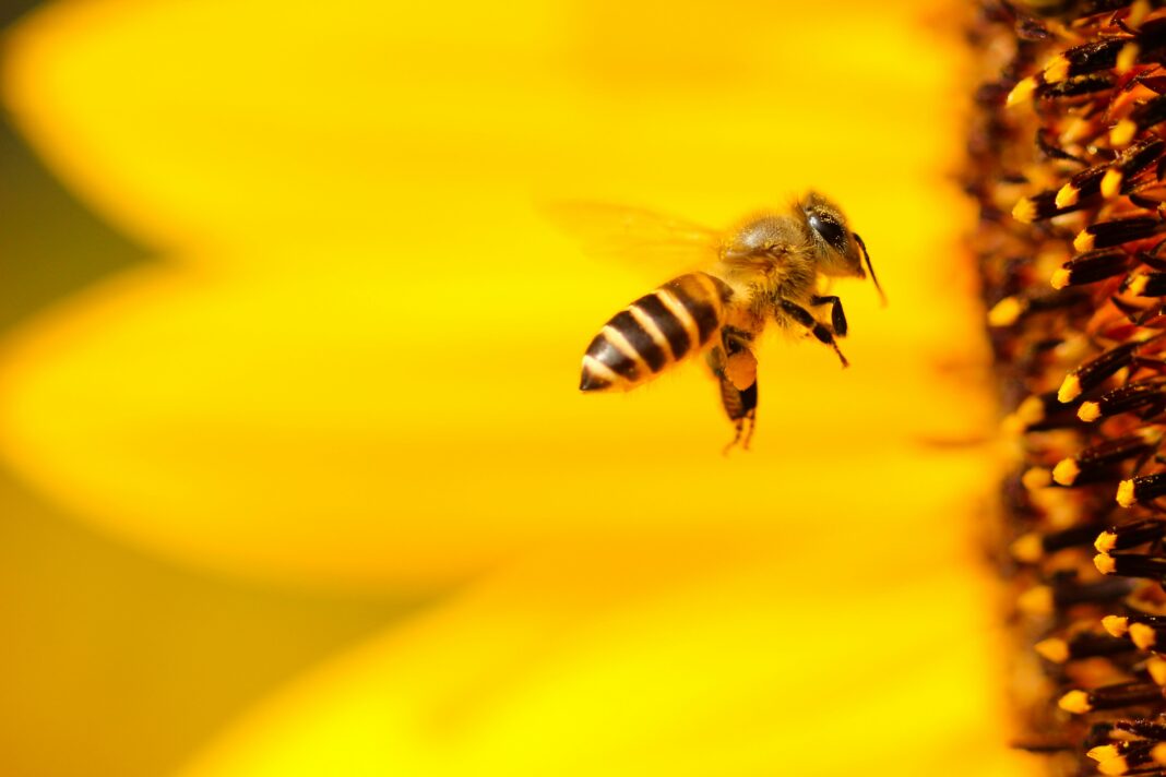 Outro ponto de preocupação é a presença crescente de microplásticos nas colmeias europeias, o que pode comprometer a saúde das abelhas (Foto: Unsplash)