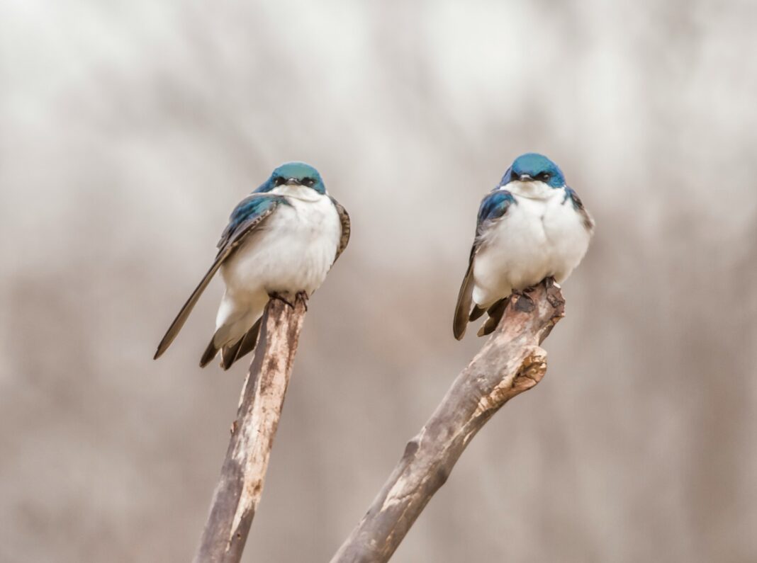 A cooperação entre animais vai além dos vínculos familiares, segundo um estudo publicado na revista Nature (Foto: Unsplash)