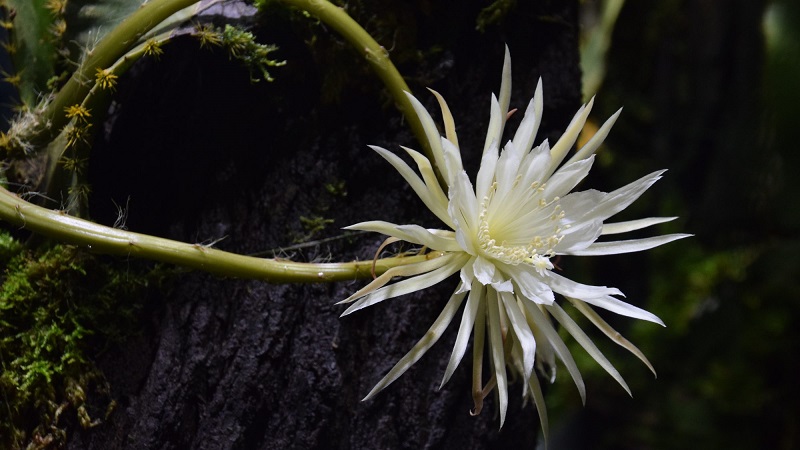 No coração da floresta amazônica, uma flor tão rara quanto bela surge discretamente, apenas por uma noite ao ano (Foto: X)